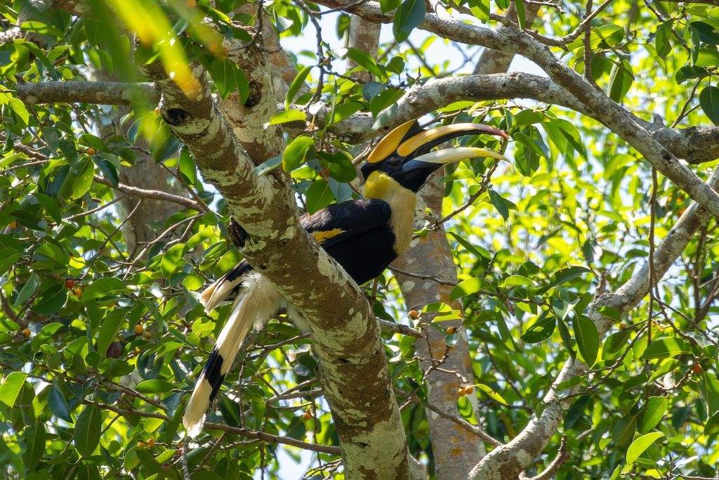 Pair of great hornbills in a forest tree