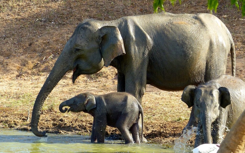 Asian elephant family at a waterhole