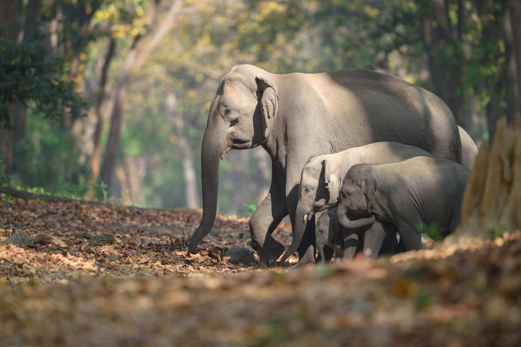 Asian elephant family on a forest track