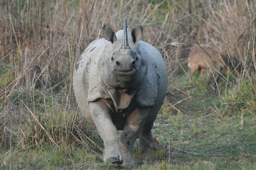 Greater one-horned rhinoceros walking through grassland