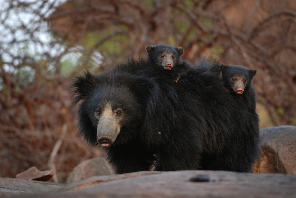 Sloth bear carrying two cubs on her back