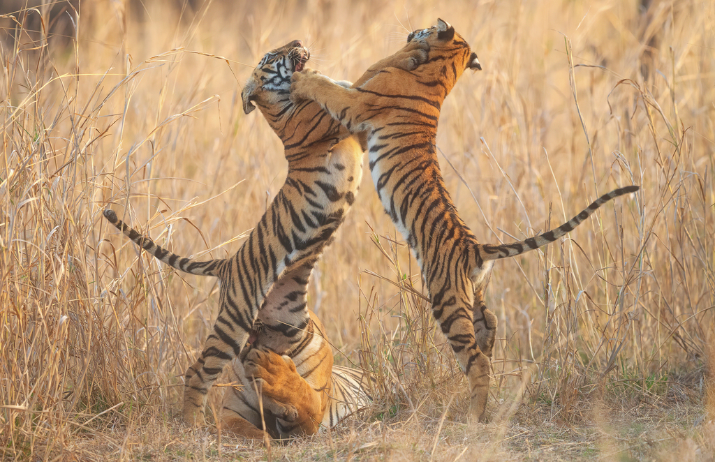 Two tigers sparring in dry grass
