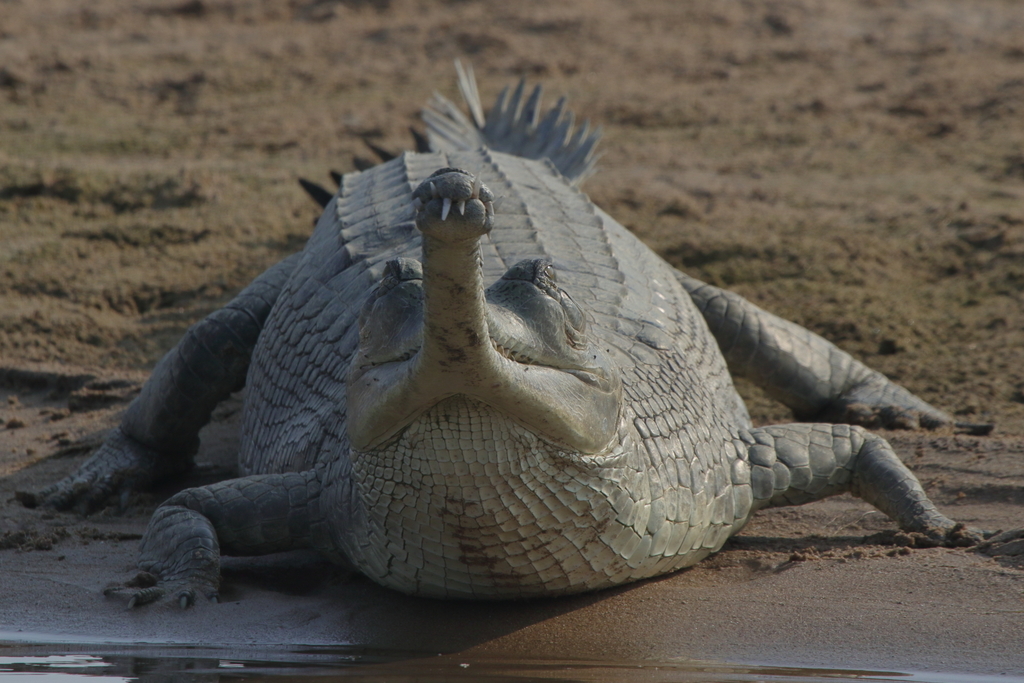 Gharial resting on a sandbank